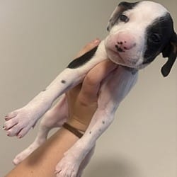 Photo of Salt, adoptable Dalmatian in Vancouver, Washington