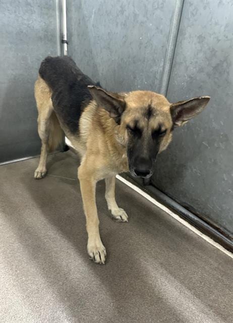 Photo of Sunny, adoptable German Shepherd Dog in HESPERIA, California