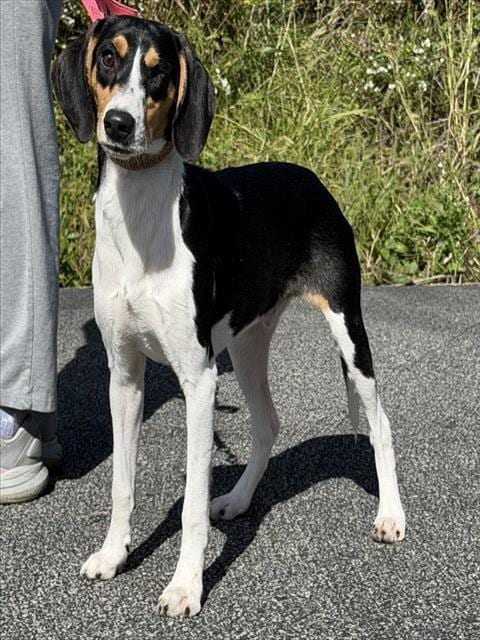 Photo of Dill, adoptable Beagle in Canfield, Ohio