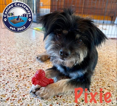 Photo of Pixie, adoptable Yorkshire Terrier Yorkie in Arcadia, Florida