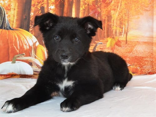 Photo of Wynter, adoptable German Shepherd Dog in Oroville, California