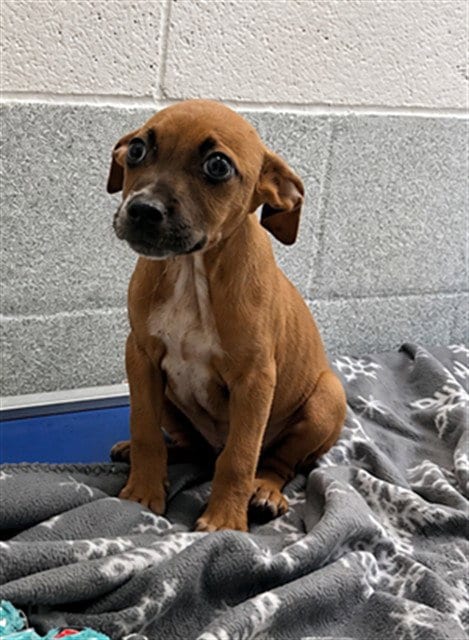 Photo of Joker, adoptable Boxer in Statesville, North Carolina