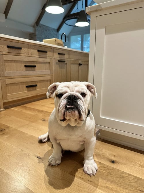 Photo of Elmer, adoptable English Bulldog in St. Louis Park, Minnesota
