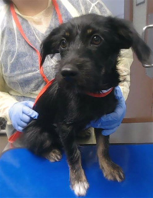 Photo of Henrie, adoptable Giant Schnauzer in Phoenix, Arizona