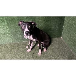 Photo of Lady, adoptable American Pit Bull Terrier in Lancaster, California