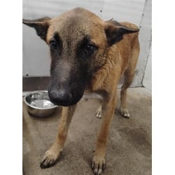 Photo of Oskar, adoptable Belgian Malinois in San Bernardino, California