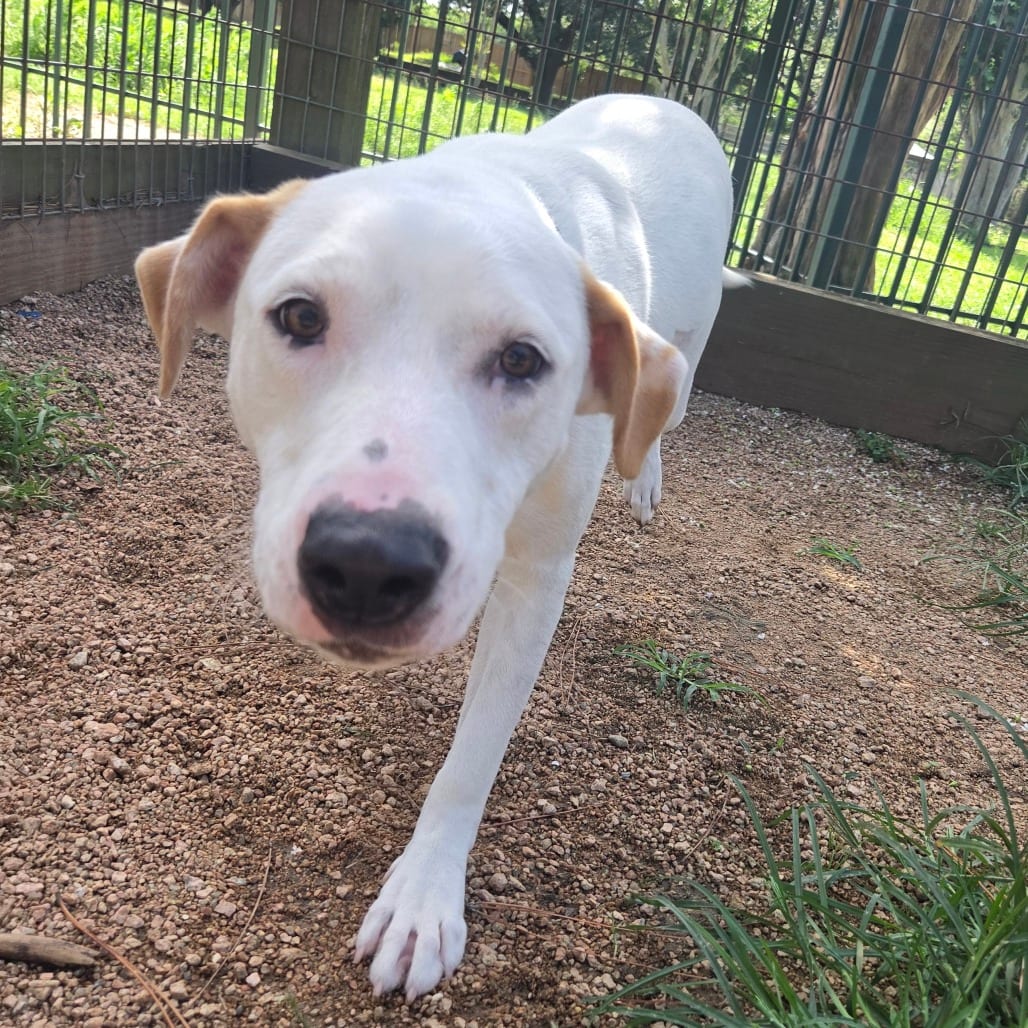 Photo of Lilo, adoptable Mixed Breed (Medium) in Houston, Texas