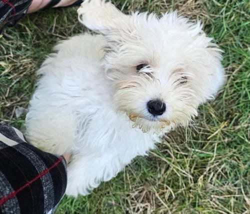 Photo of Tater, adoptable Havanese in Olalla, Washington
