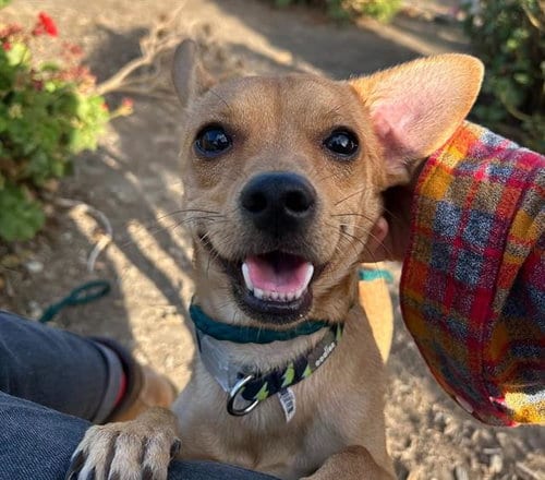 Photo of Flip Flop, adoptable Chihuahua in Martinez, California