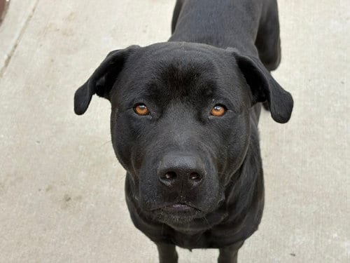 Photo of Moose, adoptable Mastiff in Tulsa, Oklahoma