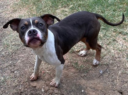 Photo of Kim, adoptable Terrier, American Pit Bull/Mix in The Colony, Texas