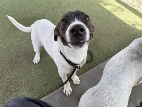Photo of Larry, adoptable Labrador Retriever in Phoenix, Arizona
