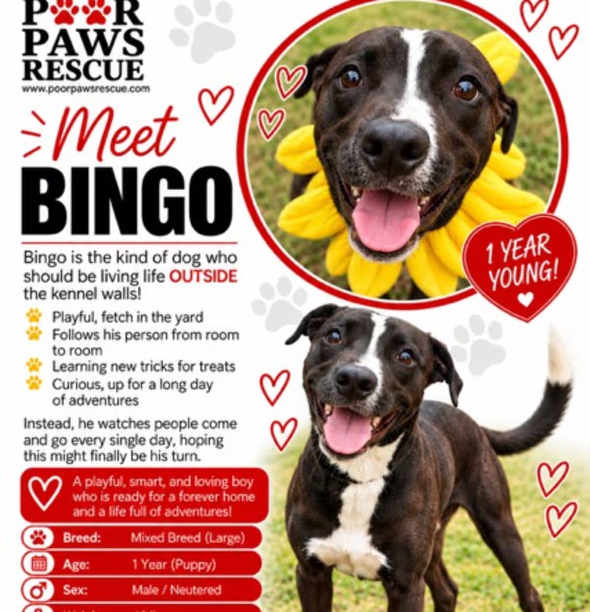 Photo of Bingo, adoptable Mixed Breed (Medium) in Roswell, Georgia