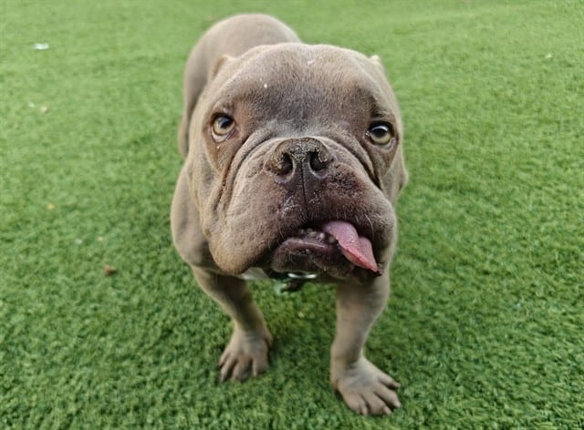 Photo of Casper, adoptable French Bulldog mix in San José, California