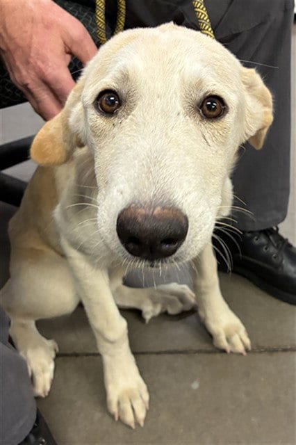 Photo of Francesca, adoptable Labrador Retriever in Phoenix, Arizona