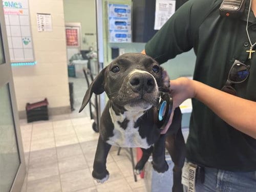 Photo of Velma, adoptable American Pit Bull Terrier in Grand Prairie, Texas