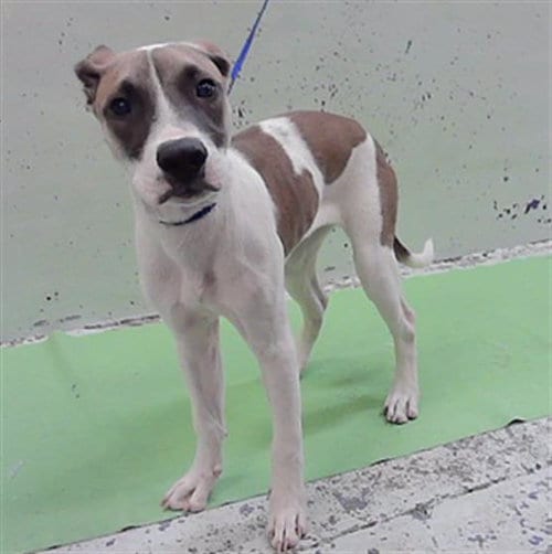Photo of Cindy, adoptable Staffordshire Bull Terrier in Houston, Texas