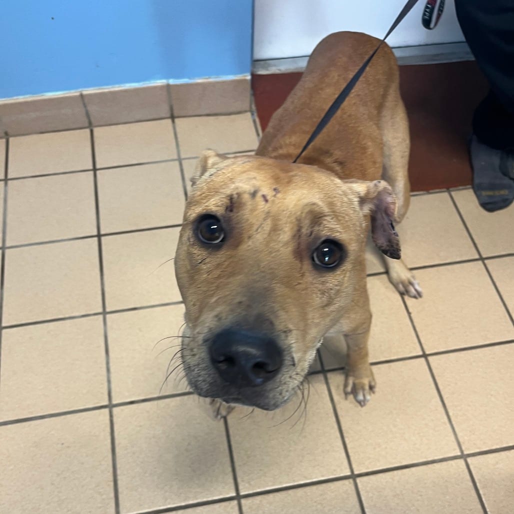 Photo of Cricket, adoptable Hound / Terrier, Pit Bull in Fort Pierce, Florida