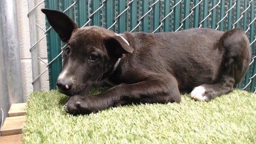 Photo of Slinky, adoptable Labrador Retriever in Downey, California