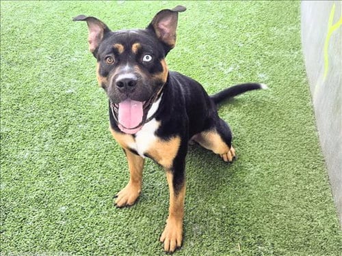 Photo of Dash, adoptable Siberian Husky in Van Nuys, California