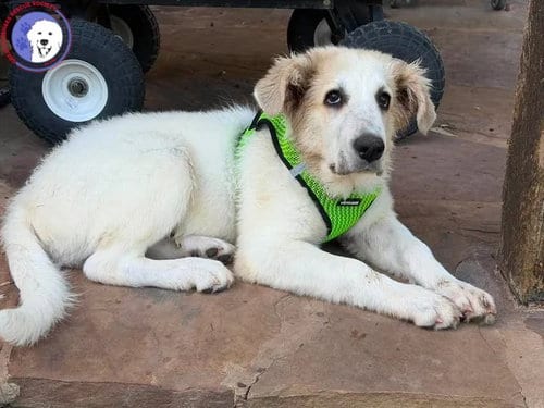 Photo of Rowen, adoptable Great Pyrenees in Spring, Texas