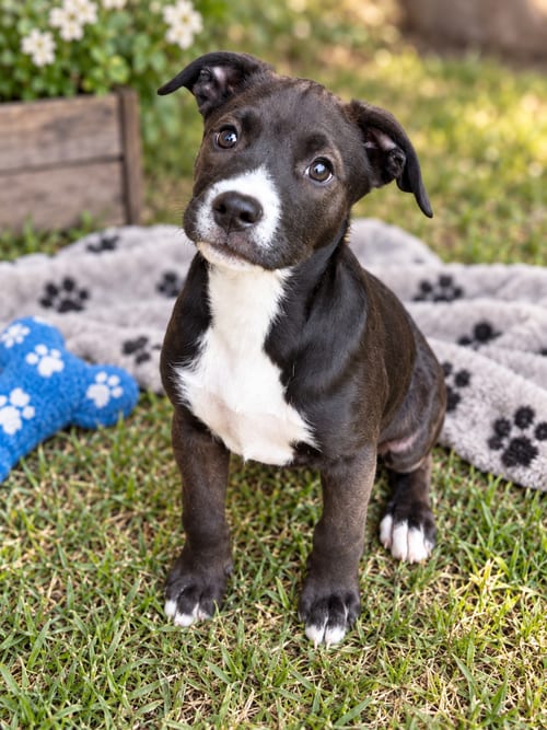 Photo of Gouda (m), adoptable Pit Bull Terrier in Nashville, Tennessee