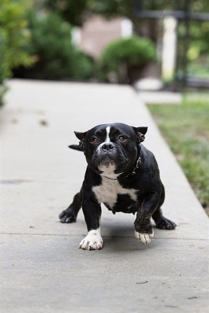 Photo of Roz, adoptable American Bulldog in Belleville, Illinois
