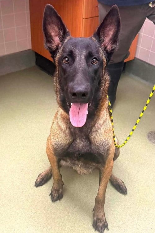 Photo of Zip, adoptable Belgian Shepherd Malinois in Kankakee, Illinois