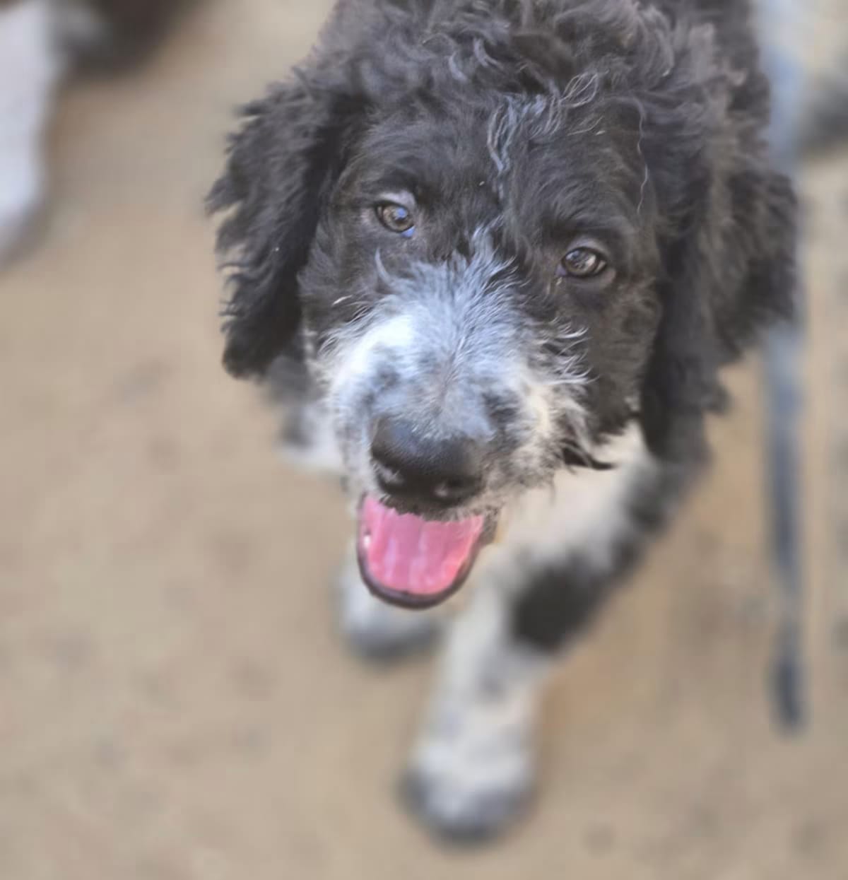 Photo of Sampson, adoptable Australian Shepherd/Poodle (Standard) in Palmdale, California