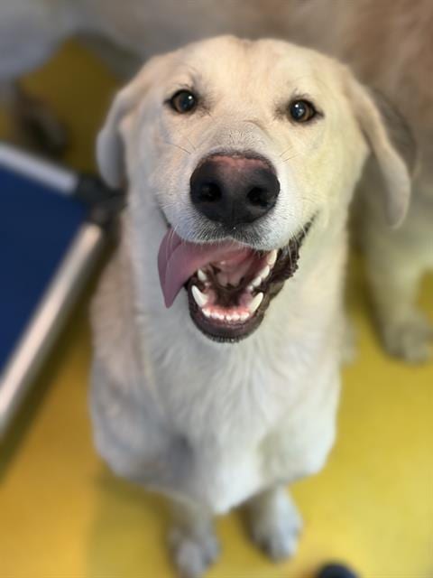 Photo of Lee, adoptable Mixed Breed