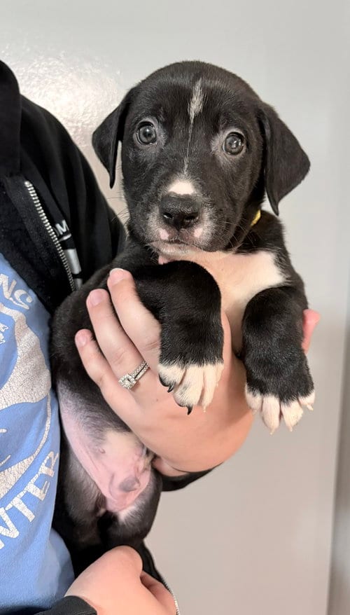 Photo of Auggie, adoptable Pit Bull Terrier in Clarkston, Michigan