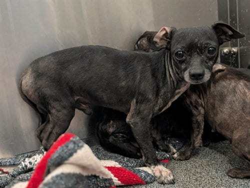 Photo of Chico, adoptable Chihuahua in Dallas, Texas