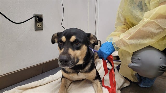 Photo of Senior Dog, adoptable dog