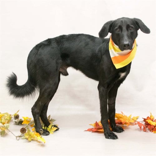 Photo of Owen, adoptable Labrador Retriever in Sanford, Florida