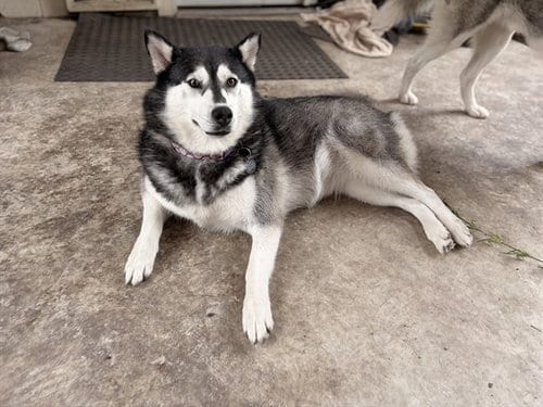 Photo of Honey, adoptable Siberian Husky in Grand Prairie, Texas