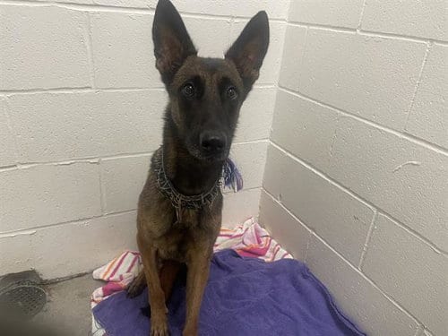 Photo of Winry, adoptable Belgian Shepherd Malinois in Rosenberg, Texas