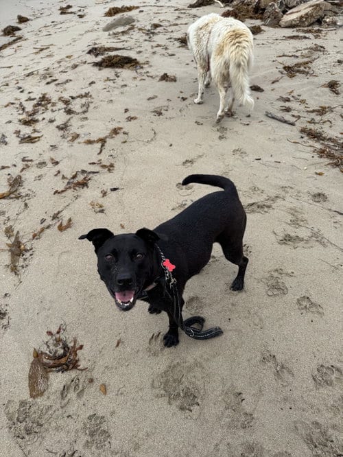 Photo of Tango, adoptable Labrador Retriever in San Diego, California