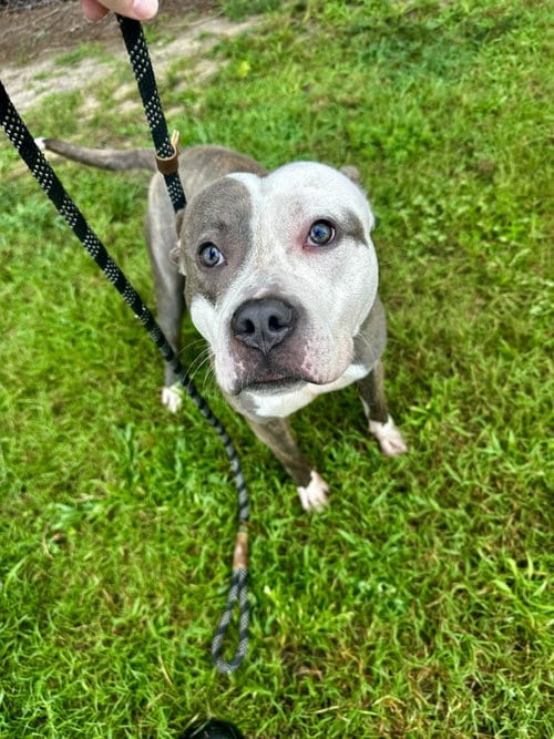Photo of DA 45 Mickey, adoptable Pit Bull Terrier in Glen Allen, Virginia
