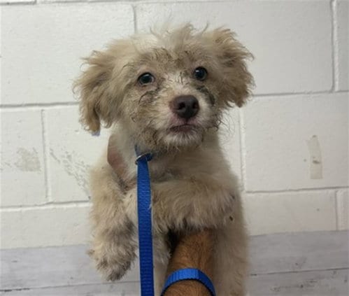 Photo of George, adoptable Terrier in San Bernardino, California