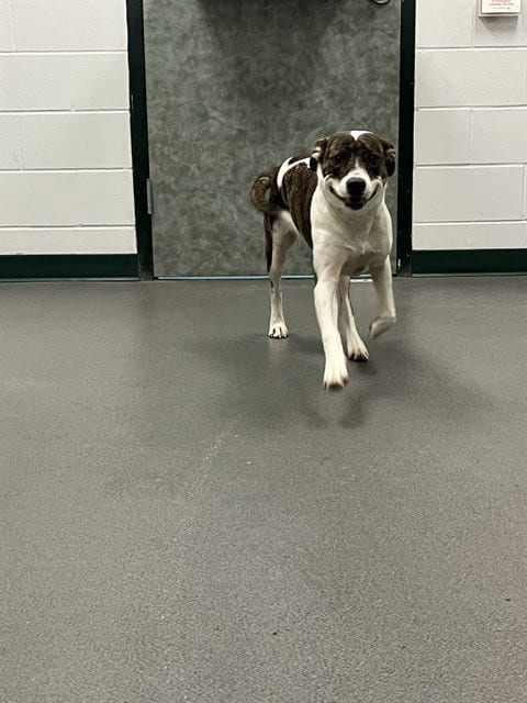 Photo of Lila, adoptable American Pit Bull Terrier in Corpus Christi, Texas