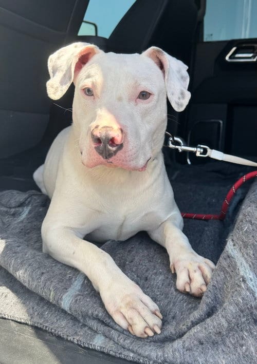 Photo of Frosty, adoptable Pit Bull Terrier in El Centro, California