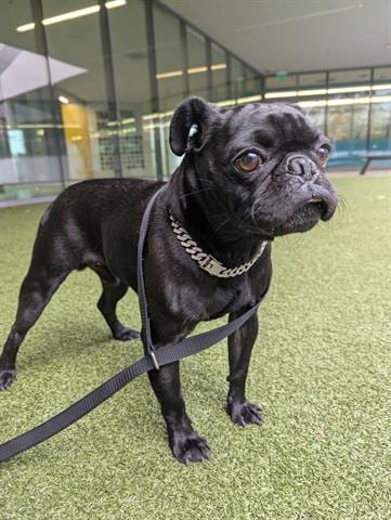Photo of Martin, adoptable Pug in San Martin, California