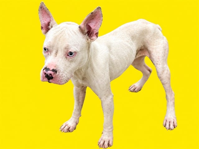 Photo of Cloud, adoptable Terrier mix in Miami, Florida
