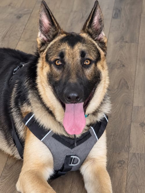 Photo of Freeman - Adopt Me, adoptable German Shepherd Dog in Lake Forest, California