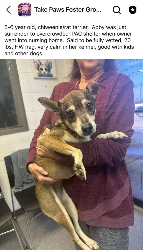 Photo of Abby, adoptable Chihuahua in New Orleans, Louisiana