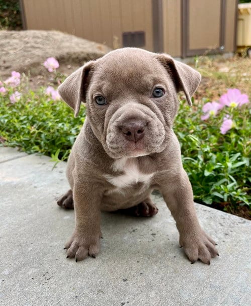 Photo of Nettle, adoptable Bulldog in Menifee, California