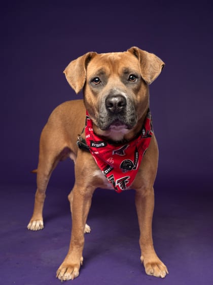 Photo of Jolly Boy, adoptable dog in Atlanta, Georgia