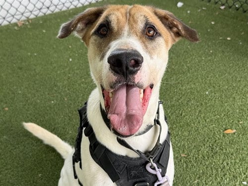 Photo of Jett, adoptable American Foxhound in Tavares, Florida