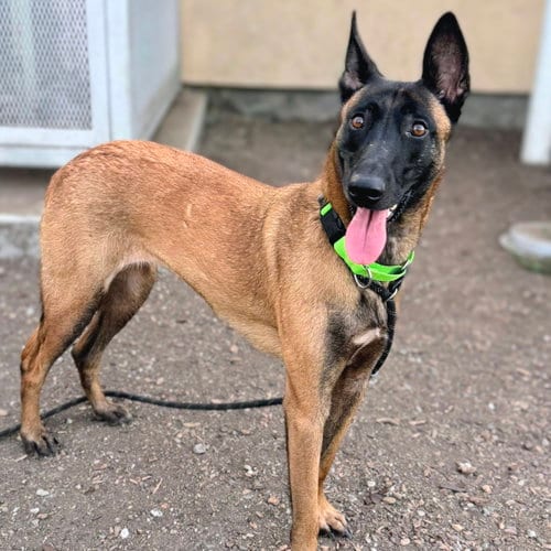 Photo of Fae, adoptable Belgian Shepherd Malinois in Oakland, California