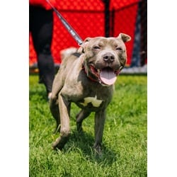 Photo of Mr. Deeds, adoptable Mixed Breed (Medium) in New Castle, Delaware